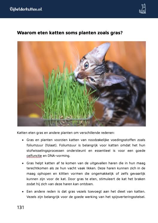 De Kattenbijbel fragment 6