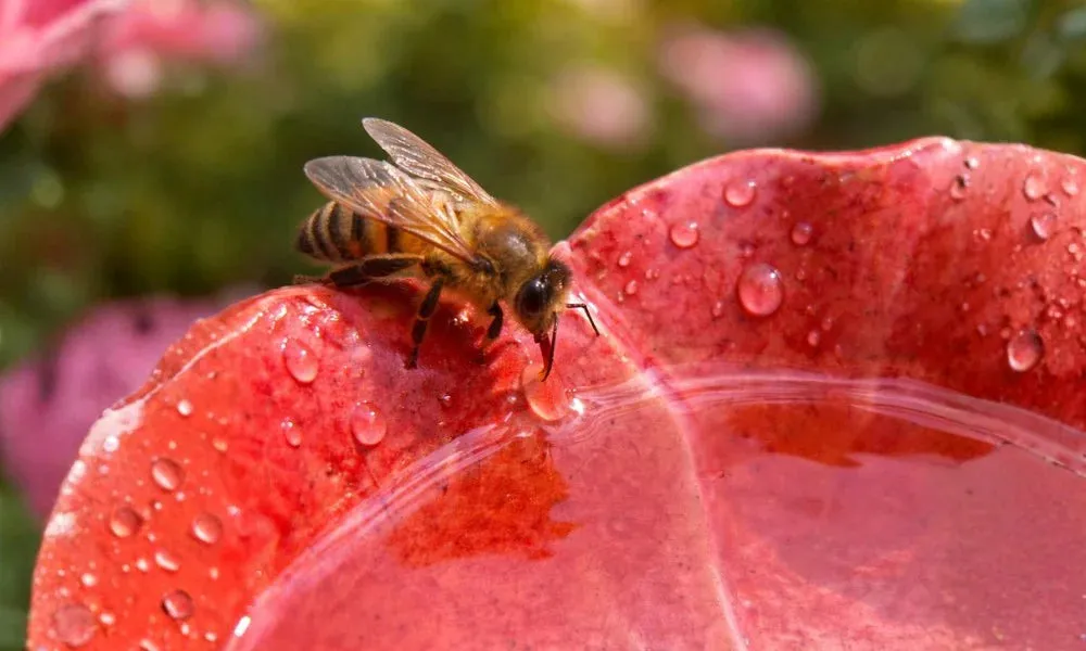 909b9e98-e5f9-472e-8ab4-4e0206b88439.Ksk8mtd5Icn8QdpIBk0HB